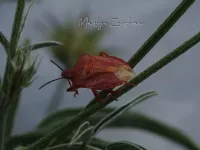 Knoopkruidschildwants [Carpocoris purpureipennis]